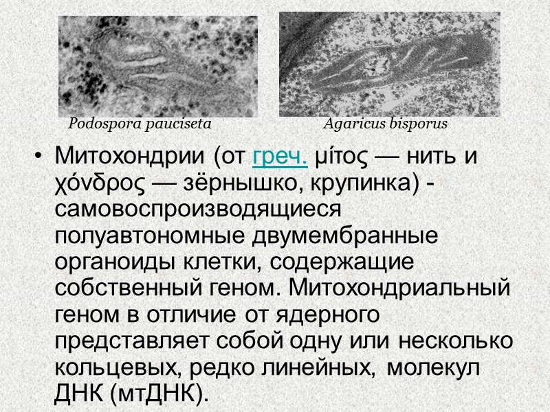 Митохондрии (от греч. μίτος — нить и χόνδρος — зёрнышко, крупинка) - самовоспроизводящиеся 